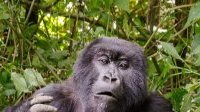 Makokou : Un gorille décide d’assiéger la plantation d’une gabonaise
