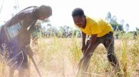 Afrique australe : des millions de personnes menacées par la faim alors que la période de soudure démarre
