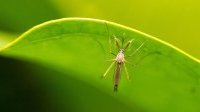 Le Congo va vacciner plus de 4 millions de personnes contre la fièvre jaune
