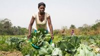 L’ONU plaide pour l’accès des femmes à l’égalité dans les systèmes agroalimentaires
