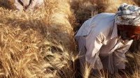 Denrées alimentaires&nbsp;: les prix mondiaux des céréales et huiles végétales ont fléchi en juillet (FAO)
