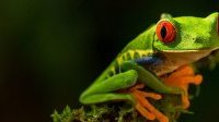 Journée de la biodiversité&nbsp;: l’ONU appelle à construire un avenir partagé pour toutes les formes de vie
