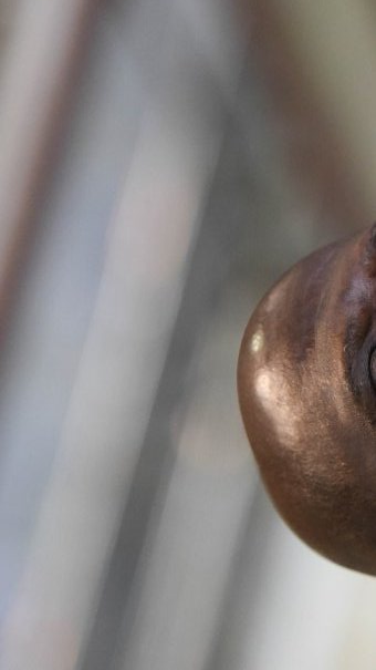 Suspension des Panthères&nbsp;: Pierre Alain Mounguengui éteint la polémique sur des sanctions de la FIFA et rassure
