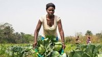 L’ONU plaide pour l’accès des femmes à l’égalité dans les systèmes agroalimentaires
