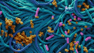 De nouveaux vaccins permettront de lutter contre la résistance aux antibiotiques selon l’OMS