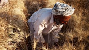Denrées alimentaires&nbsp;: les prix mondiaux des céréales et huiles végétales ont fléchi en juillet (FAO)